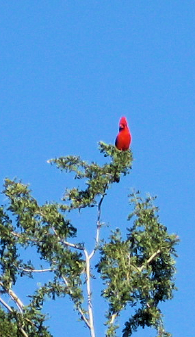 Cardinal Bird - abundant wildlife and natural beauty in Arizona